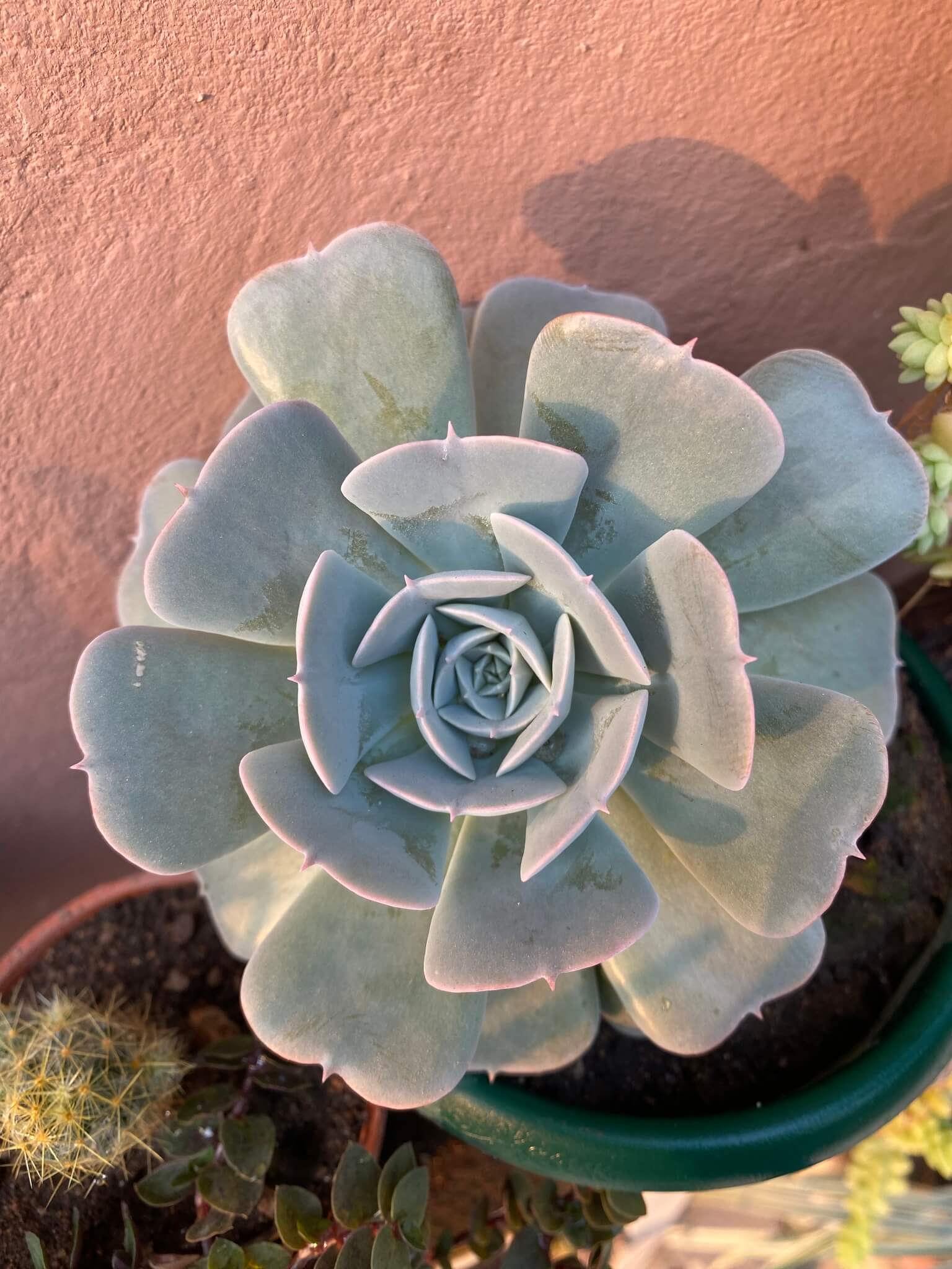 Echeveria runyonii 'Topsy turvy'